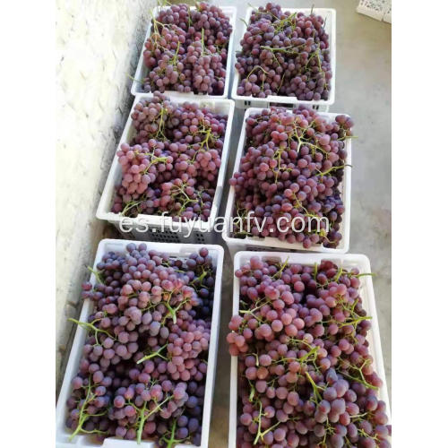 Comienzan las uvas rojas de Xinjiang